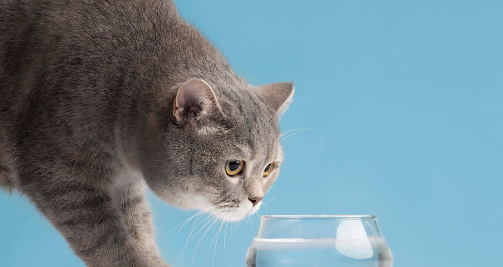 Mon Chat Boit Beaucoup D Eau Dois Je M En Inquieter Orderkeen