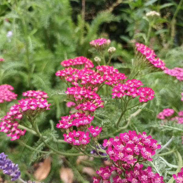Achillea Cerise Queen Seed Street Australia