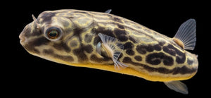 Online Aquarium Fish Store Natural Environmental Aquatix