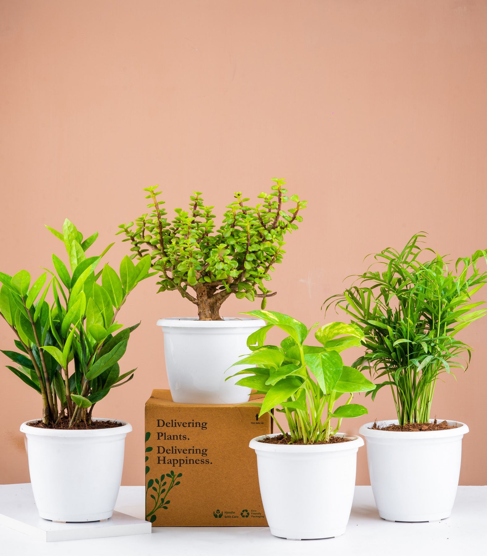 Lucky Plants Combo Jade Bamboo Palm Zz Money Plant Nurturing Green