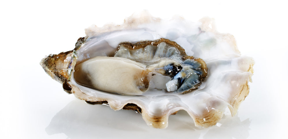 How To Shuck Oysters Hama Hama Oyster Company