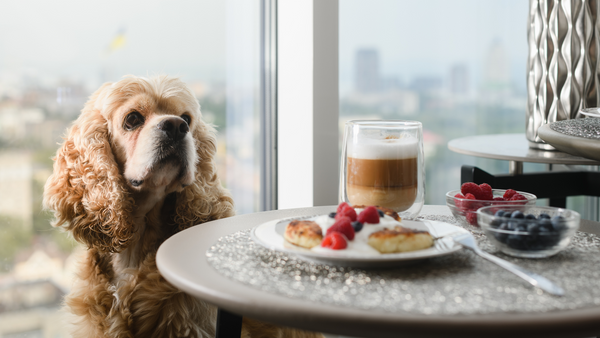Can Dogs Eat Blueberries Pure Pheasant