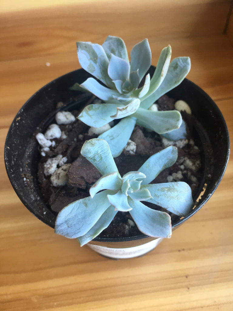 how to grow succulents from leaves