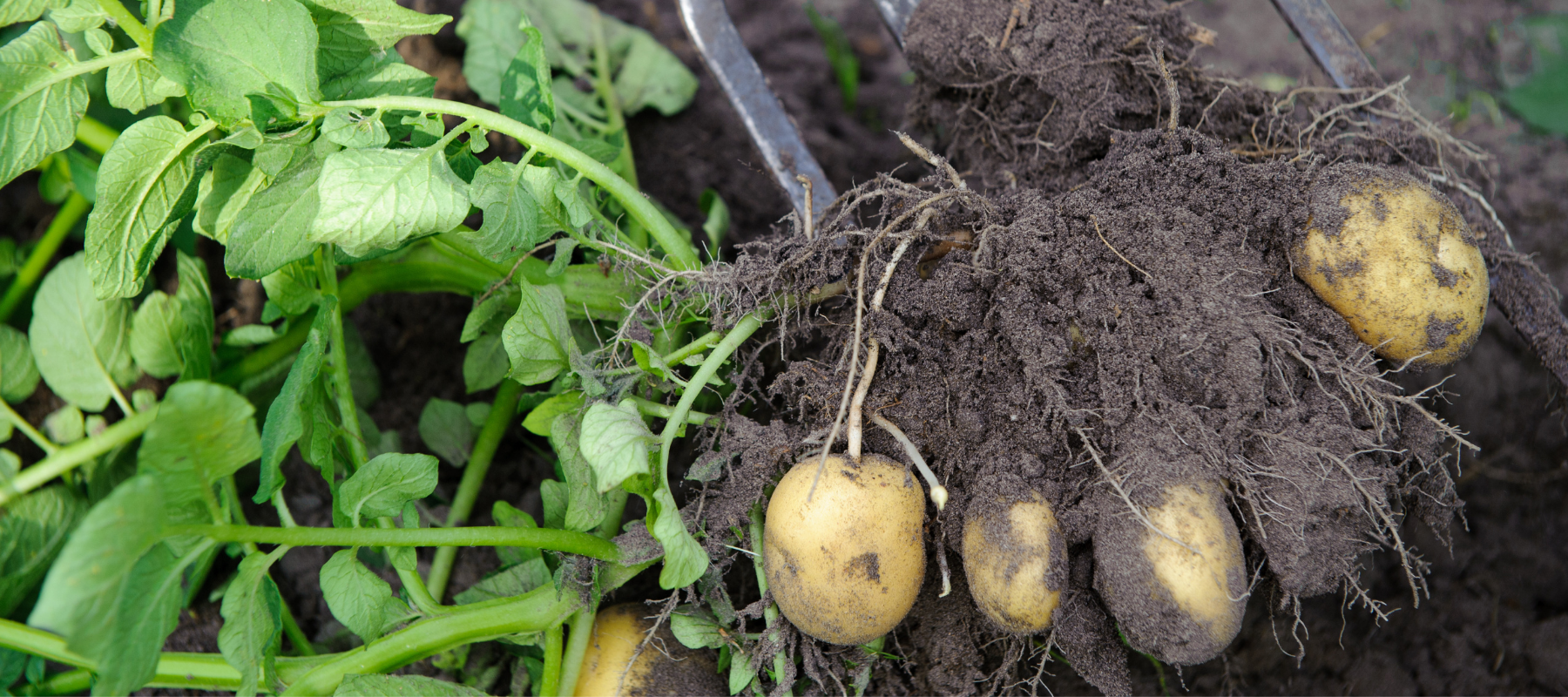 How To Grow Potatoes The Diggers Club