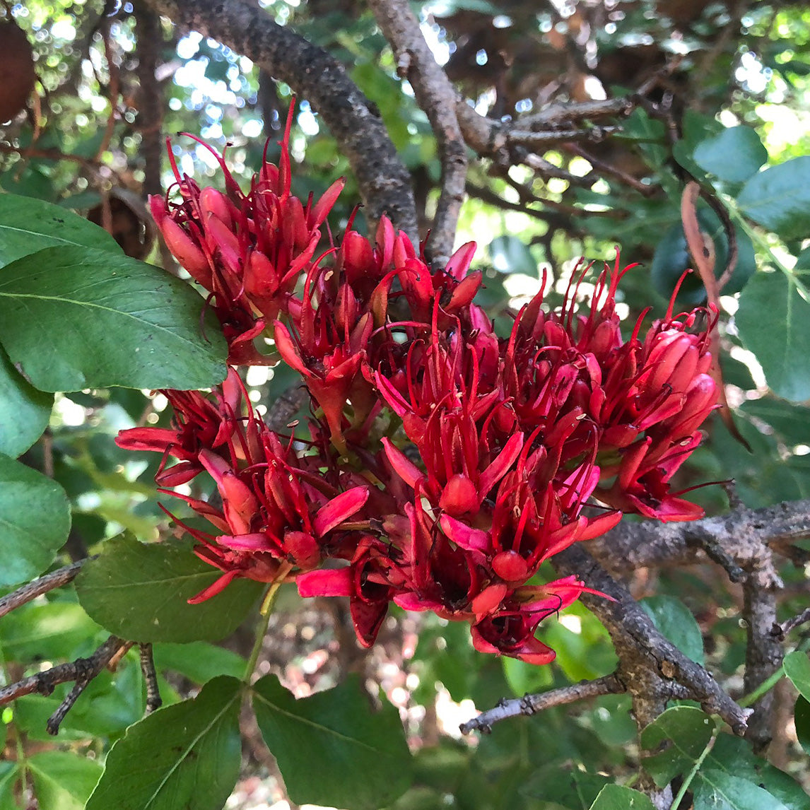 Drunken Parrot Tree The Diggers Club