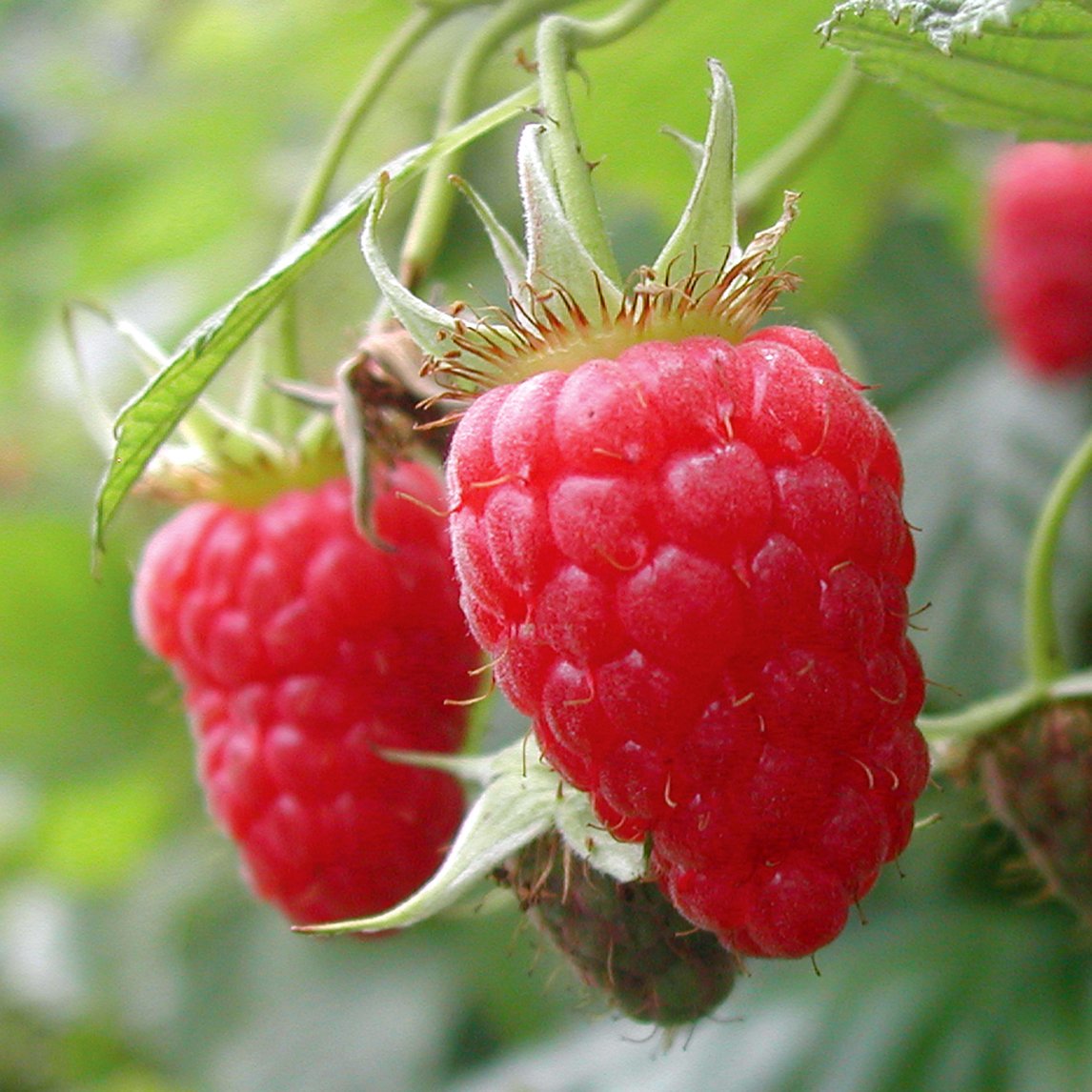 Raspberry Heritage The Diggers Club