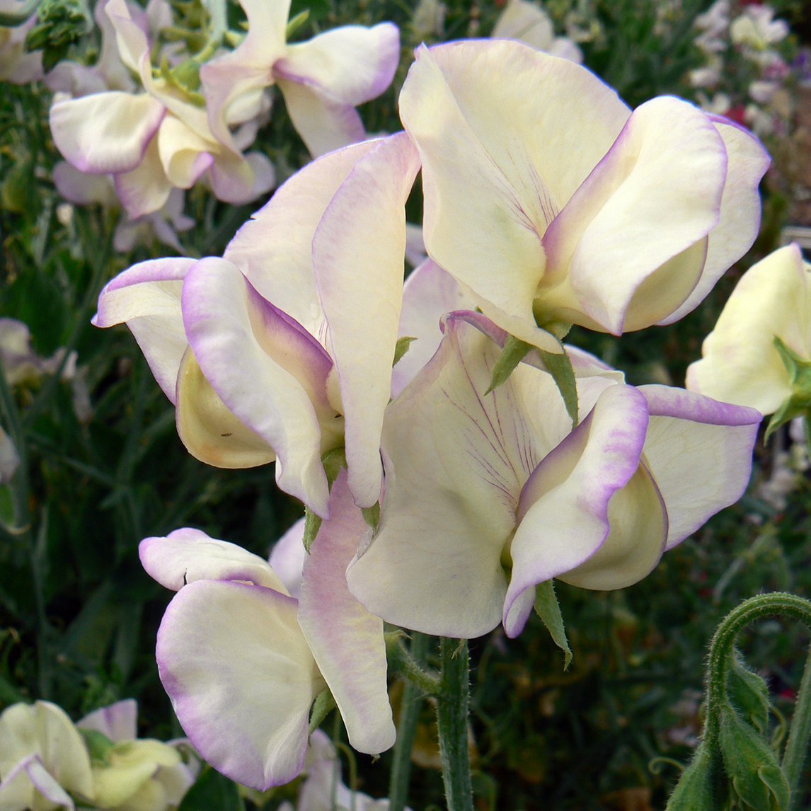 Sweet Pea High Scent The Diggers Club