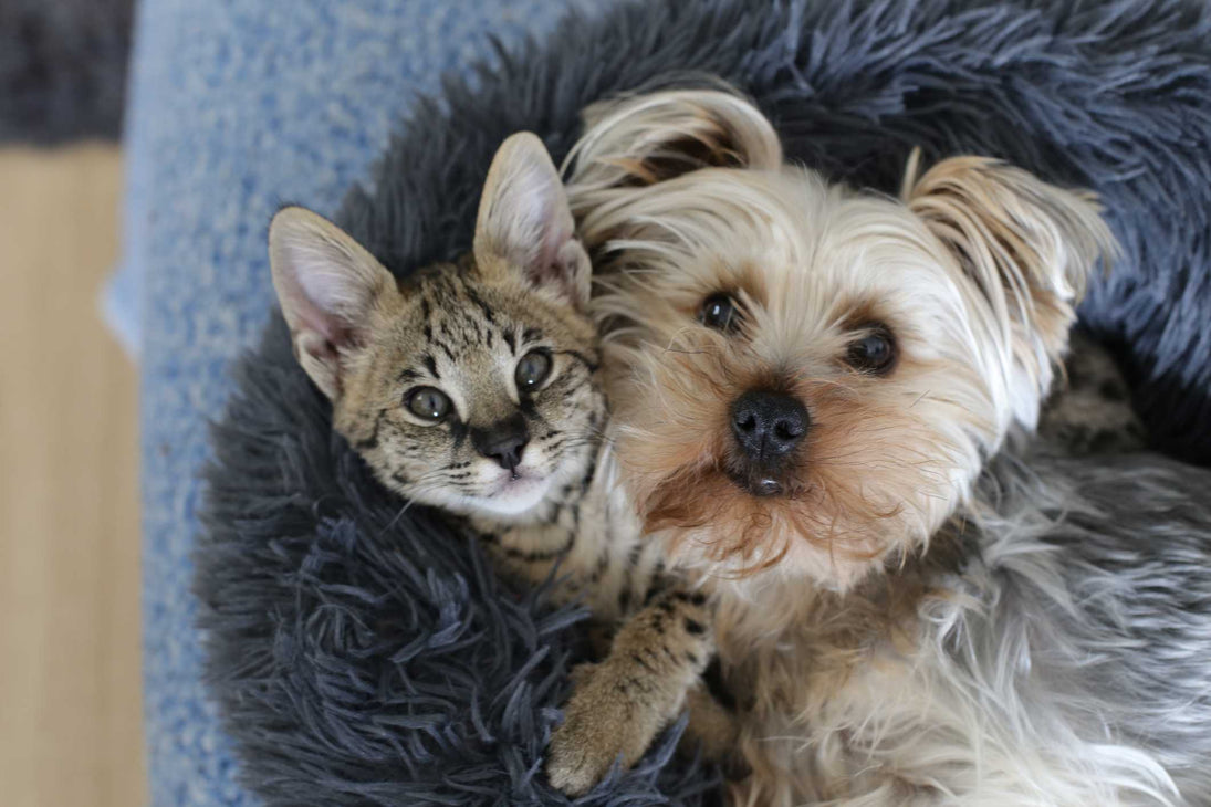 Why Some Dogs And Cats Get Along While Others Don T Wonder Paws