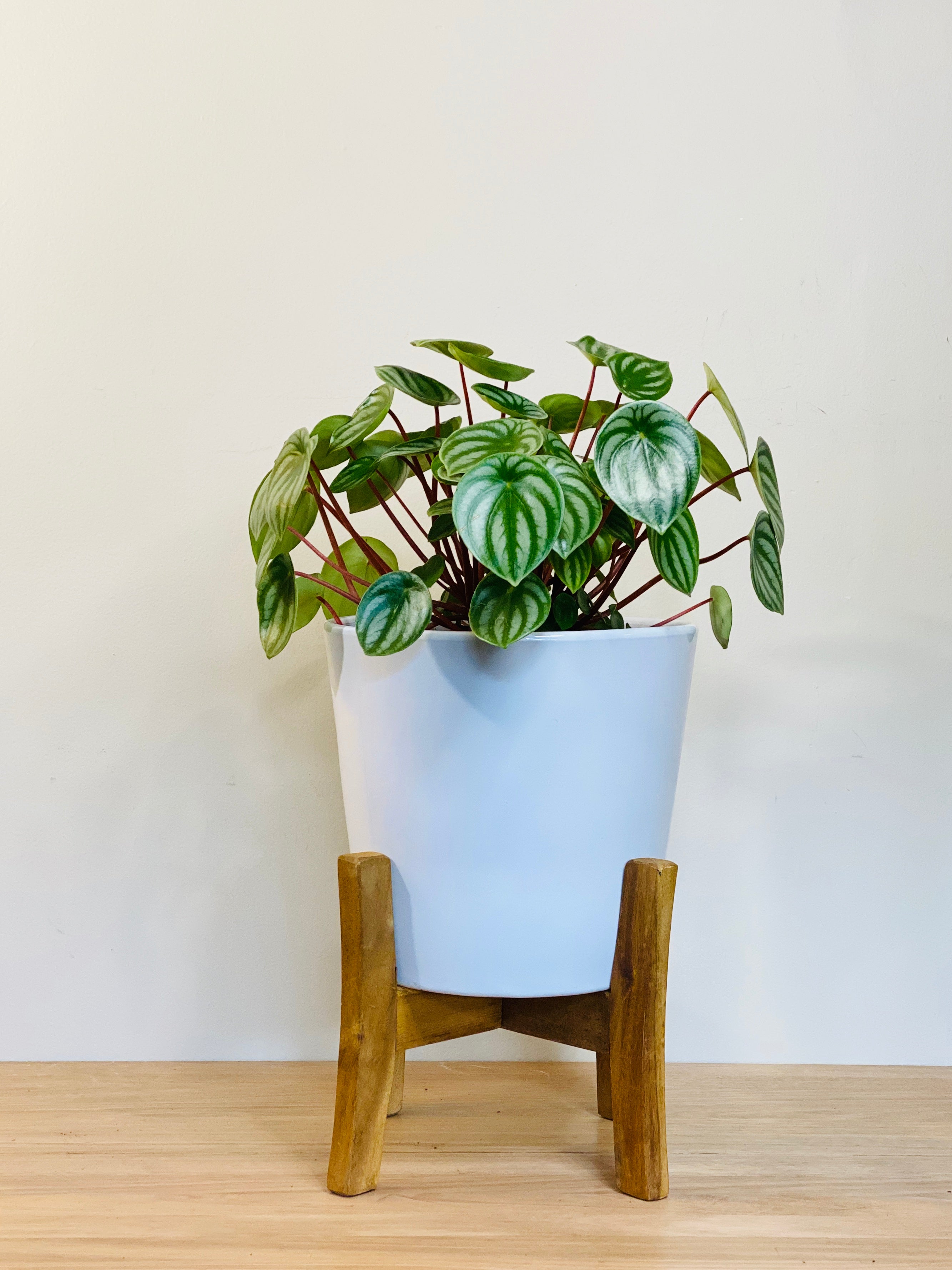 Otago White Pot And Timber Plant Stand Set Gracious Plant