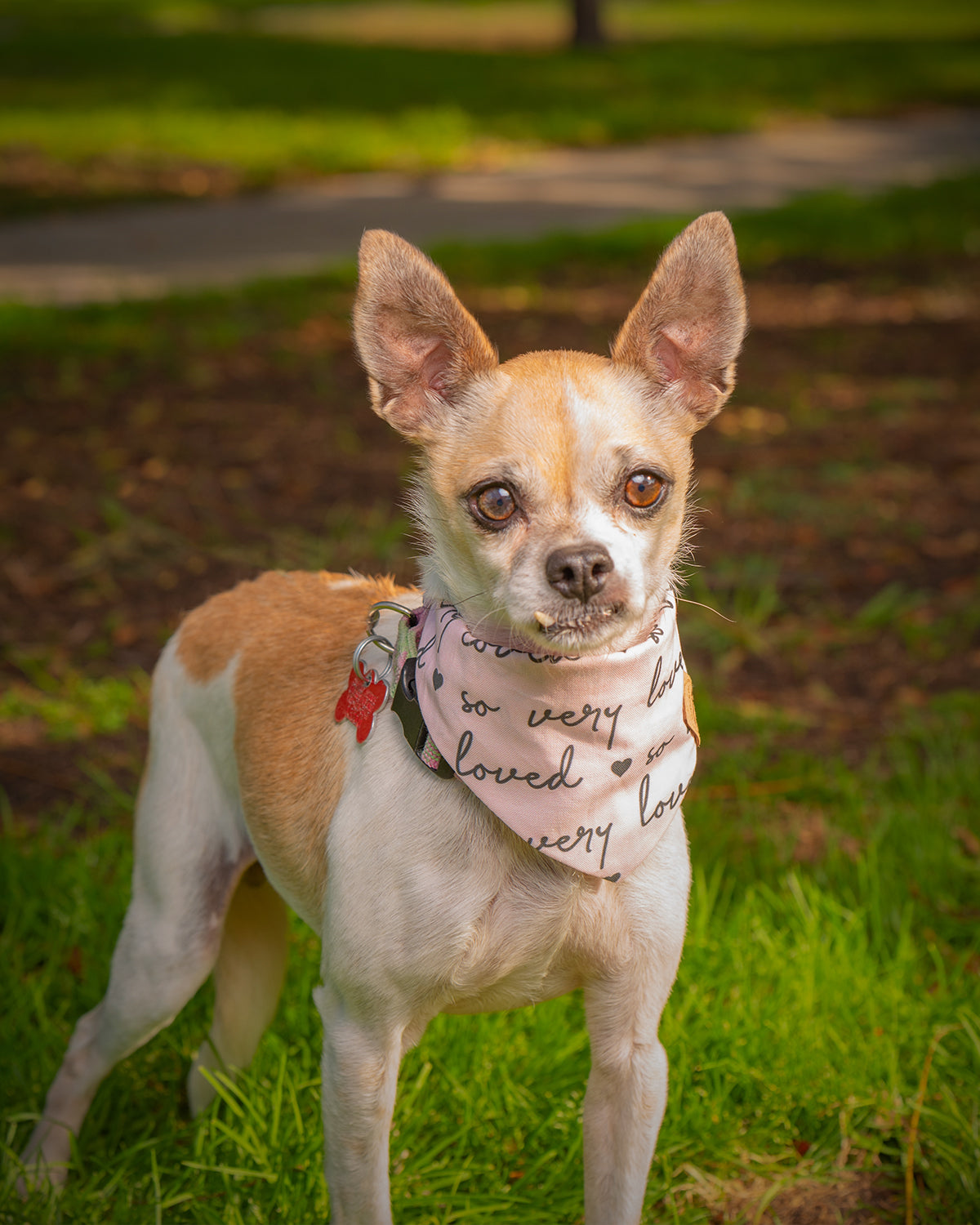 Cookies Co Second Chance Dog Rescue Photoshoot The Cookies Co
