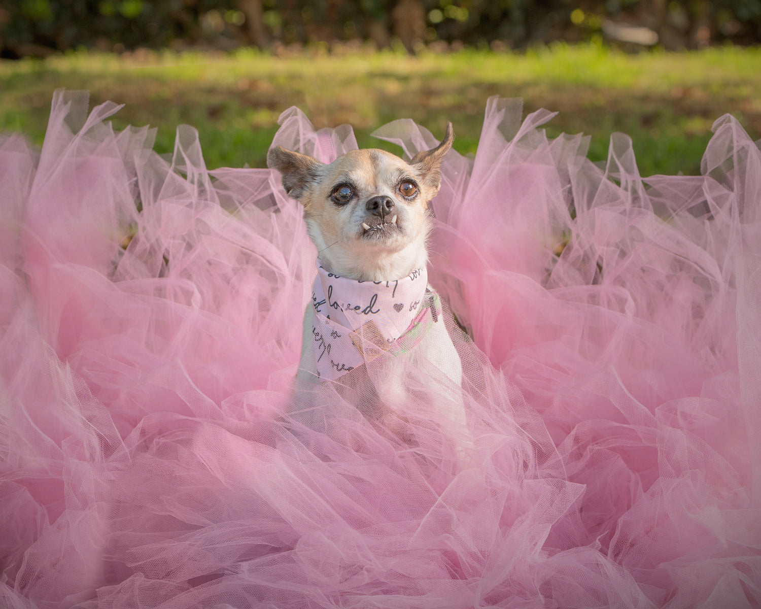 Cookies Co Second Chance Dog Rescue Photoshoot The Cookies Co