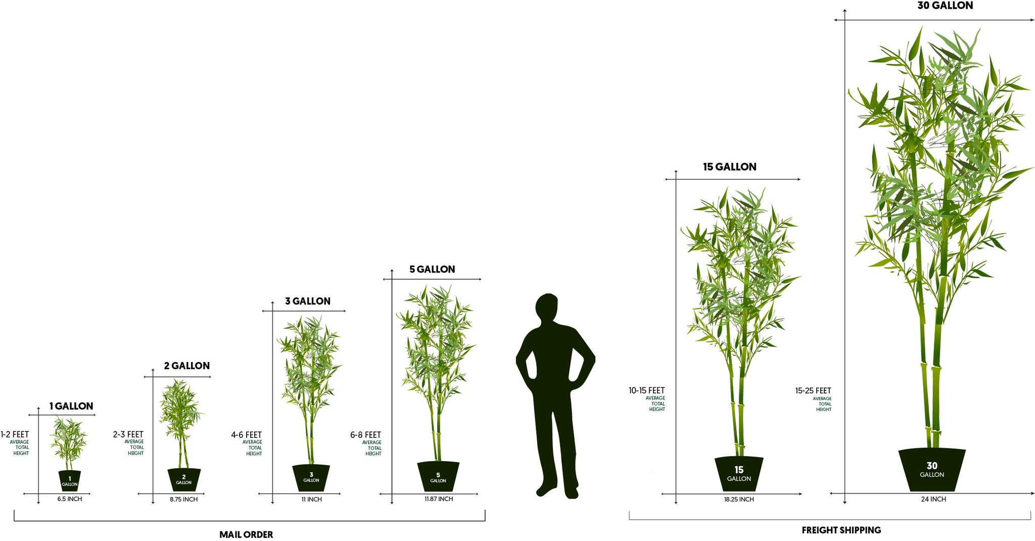 Bamboo Plant Sizes Lewis Bamboo