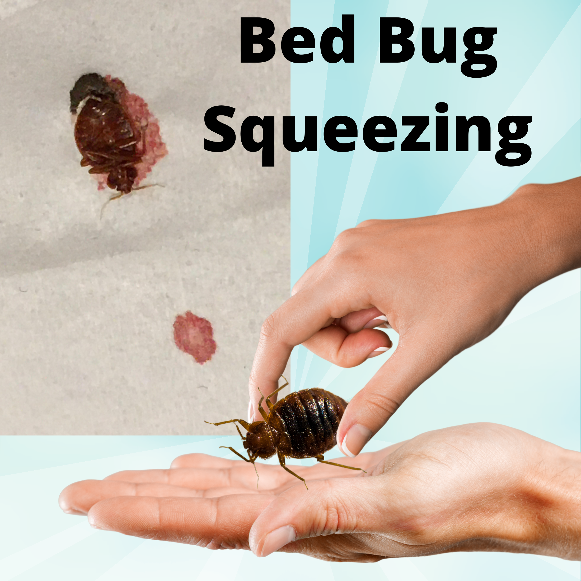 Can Squeezing Bed Bug Multiply Them
