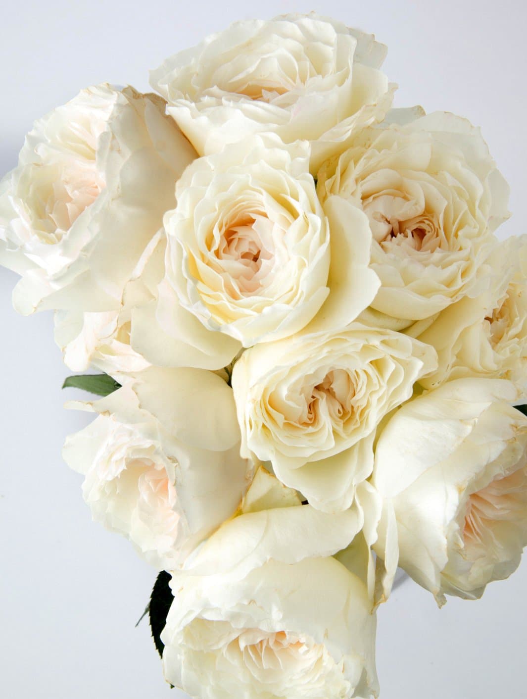 White Dream Deluxe Garden Rose Bouquet Flower Co