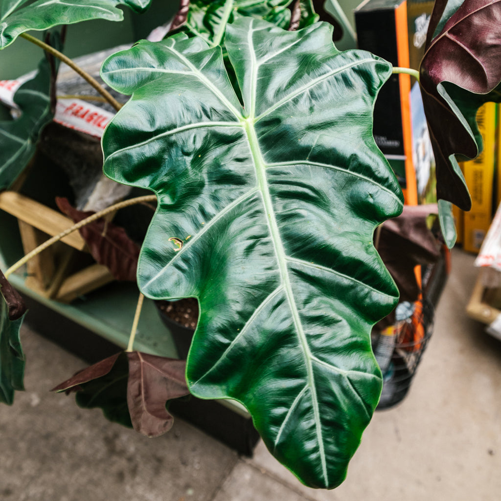 Premium Alocasia Blend Soil Ninja