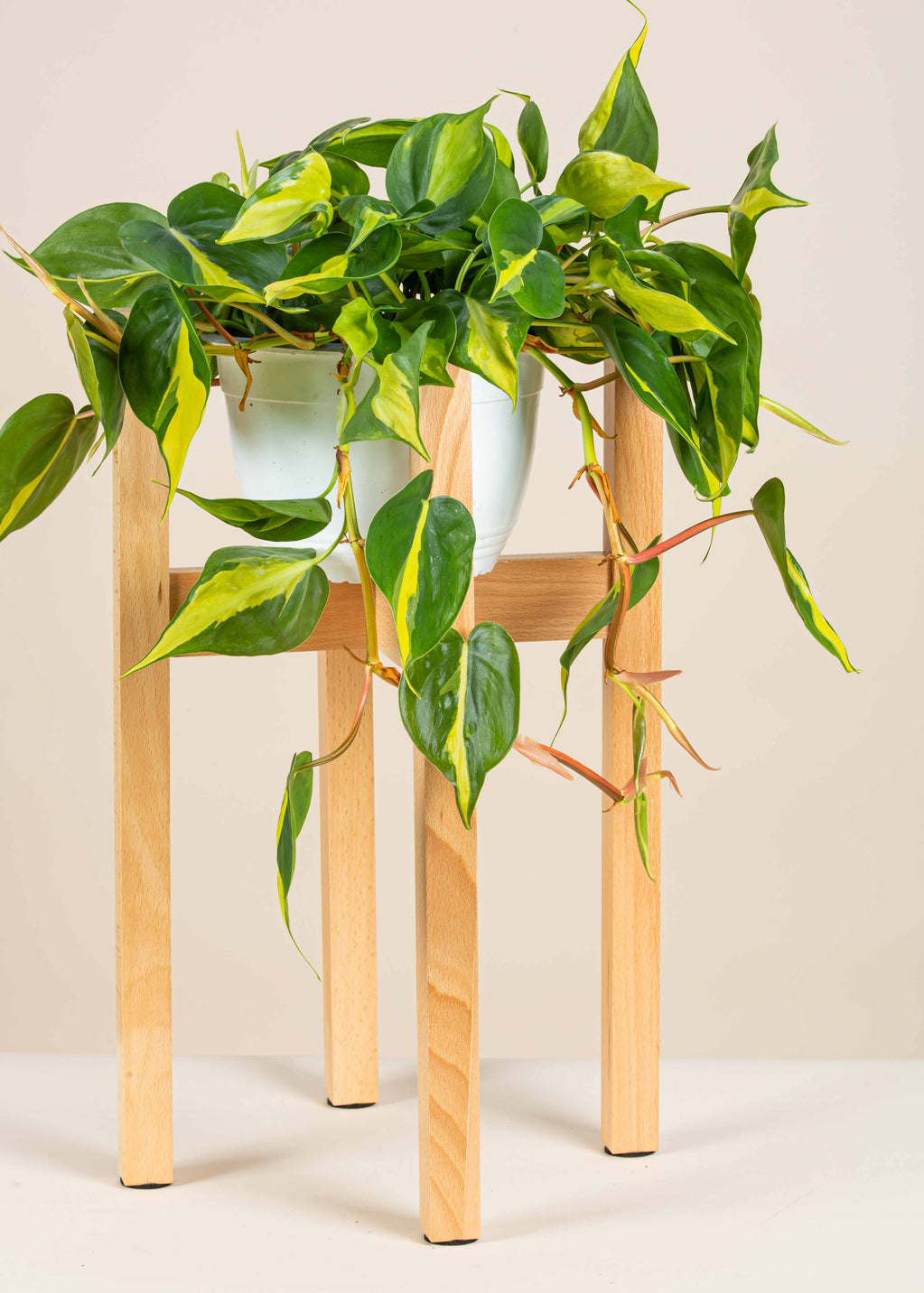 Beech Plant Stand