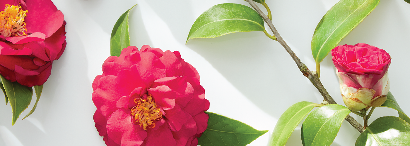 4 Hair And Skin Benefits Of Camellia Oil Mykirei By Kao