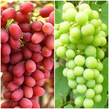 Grape Vines Organic Grape Plants Grown In The Uk Roots Plants