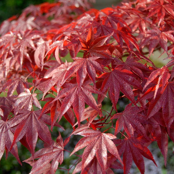 Red Japanese Maple Tree Acer Palmatum Red Emperor Roots Plants