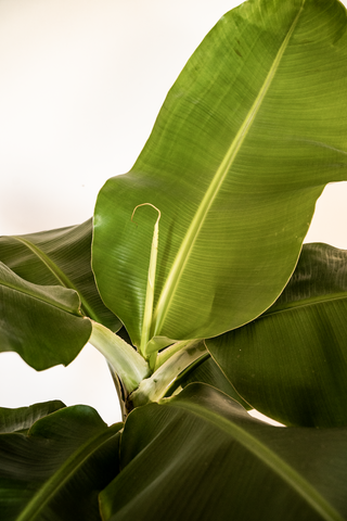 Hoe Verzorg Je De Musa Acuminata Of Bananenplant Blad Steen Schaar