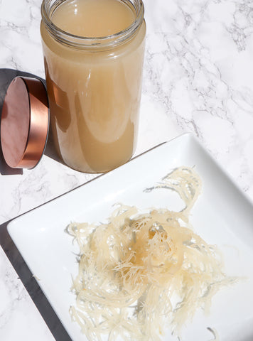 How To Prepare Sea Moss Gel The Sea Moss Guy Inc