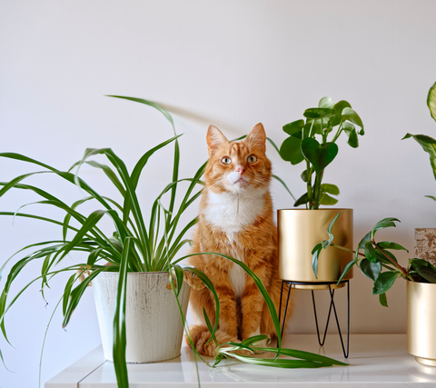 10 Indoor And Outdoor Plants That Are Safe For Cats Protectapet
