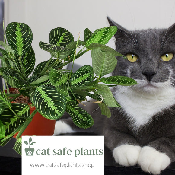 Maranta Lemon Lime Plant Cat Safe Plants