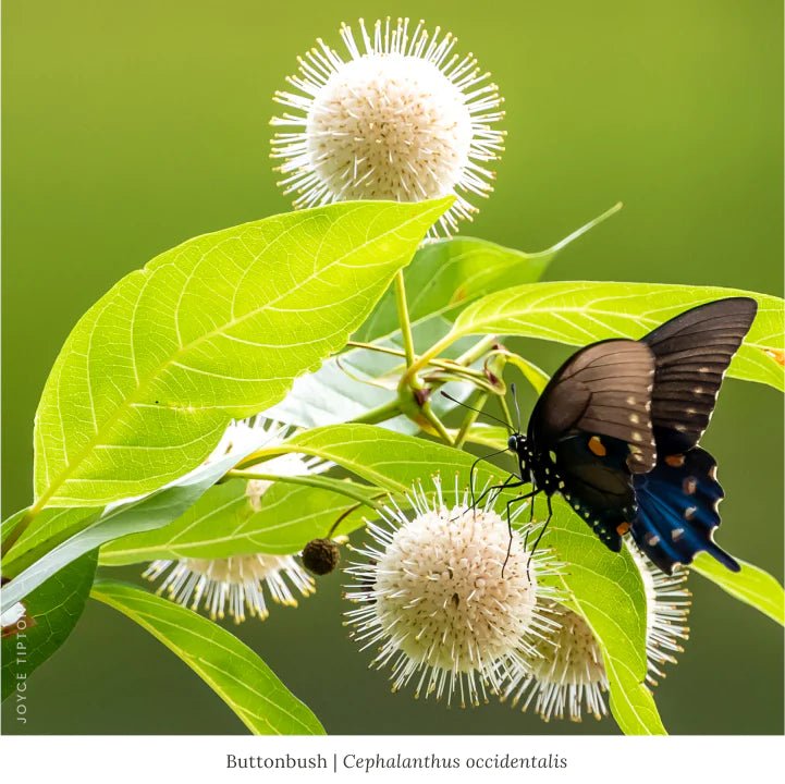 Butterfly Buffet 3 Shrub Native Plants Garden For Wildlife