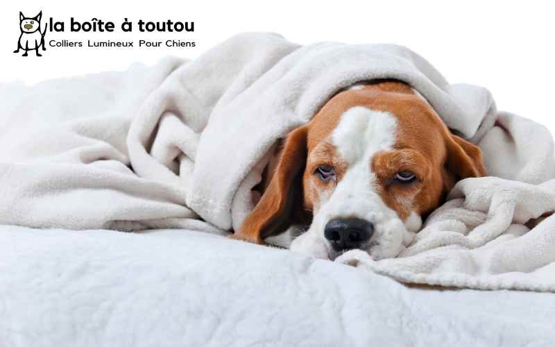 Pourquoi Mon Chien Me Leche La Boite A Toutou