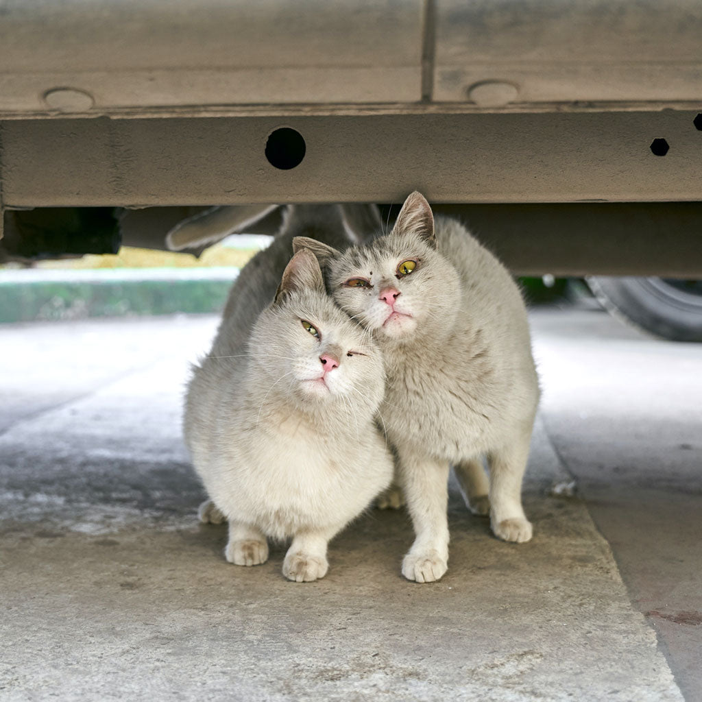 Interview With Inner City Strays Sydney Cat Rescue Peppermint Pets