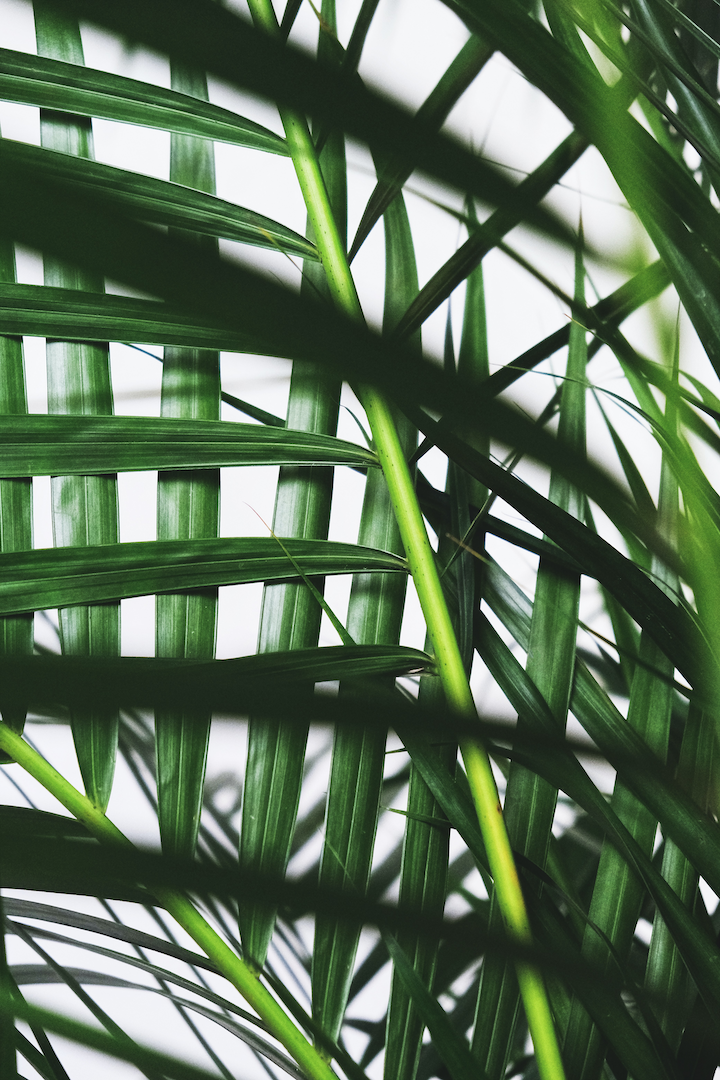 Parlour Palm Frondly