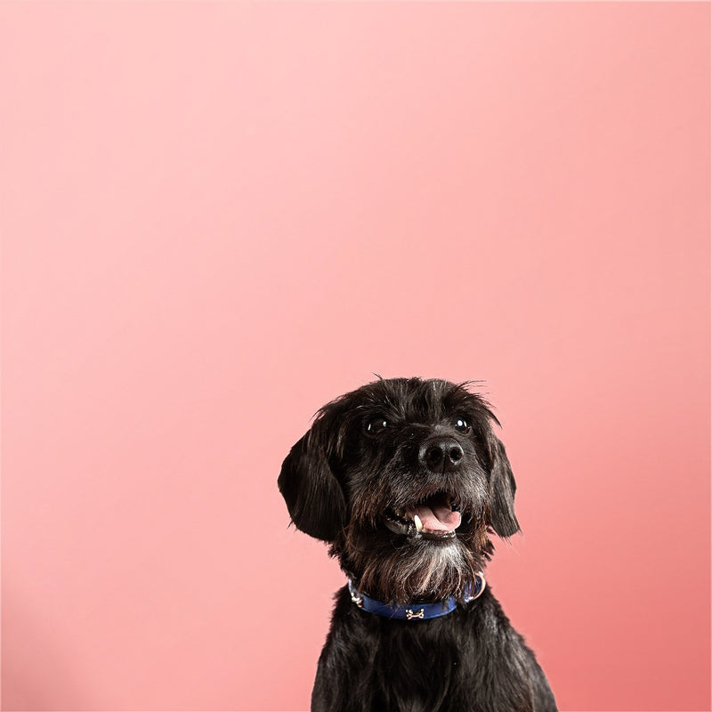 Rufus And Coco Bone Stud Dog Collar Pet Supplies Empire