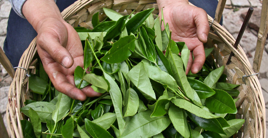 How Is Tea Made All About The Process Twinings