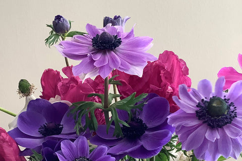 Sowing Flowers In November Ranunculus Anemones Sweet Peas