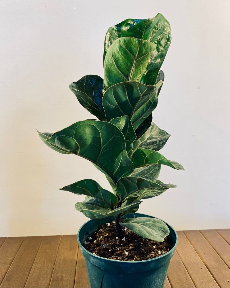 Fiddle Leaf Fig The Calming Leaf