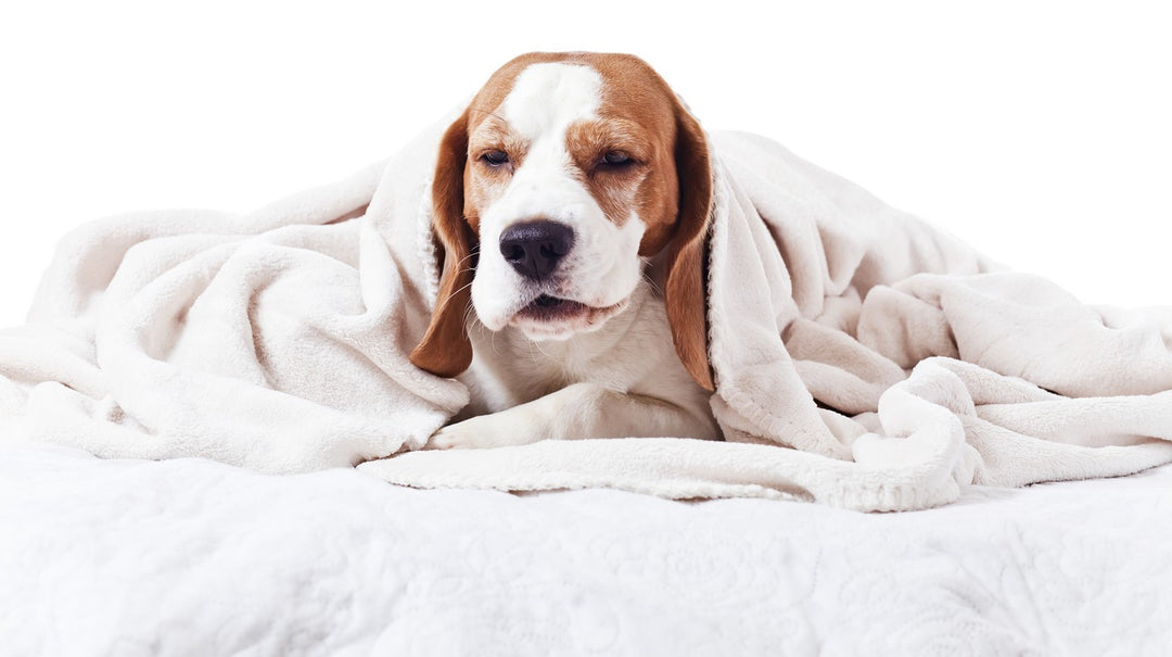 how long is kennel cough contagious