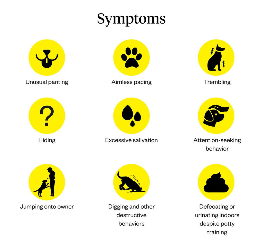 Can Dogs Have Panic Attacks Dutch