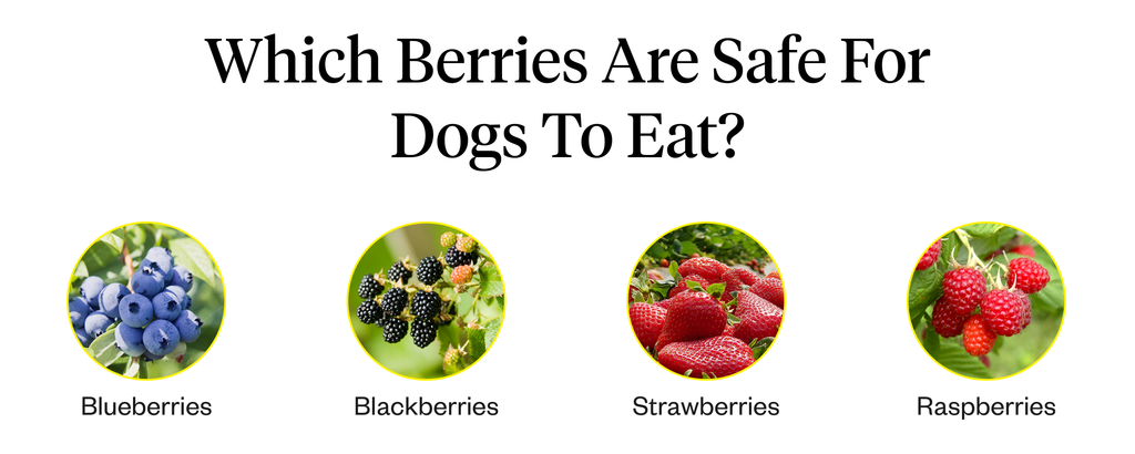 Can Dogs Eat Blueberries Dutch