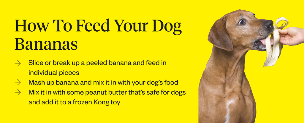 Can Dogs Eat Bananas Dutch