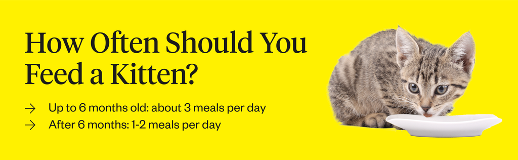 How Often To Feed Kittens How Often How Much Dutch