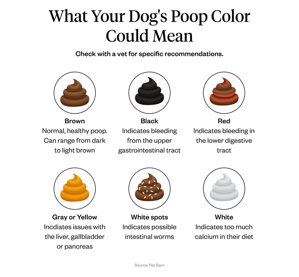 Yellow Dog Poop When Should You Worry Dutch
