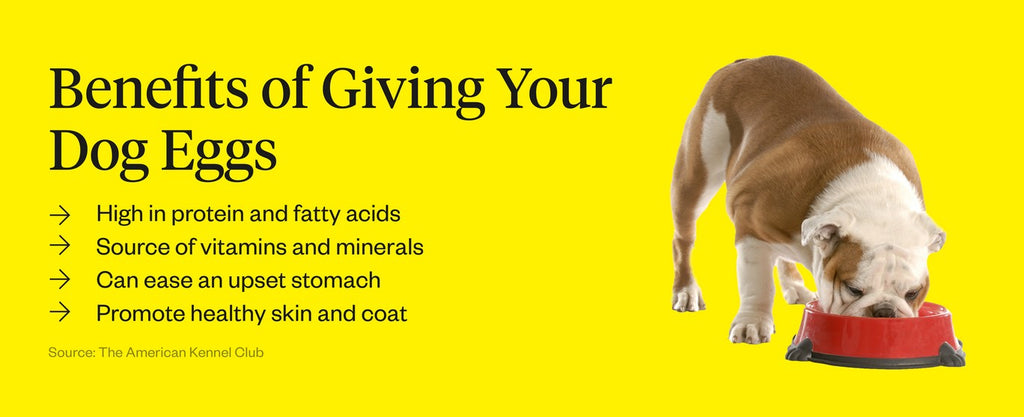 Can Dogs Eat Eggs Are Eggs For Dogs Dutch