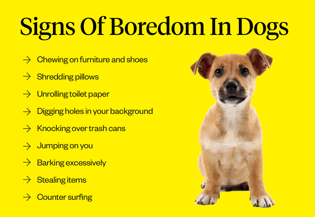 How To Tell If Your Dog Is Bored And What To Do About It