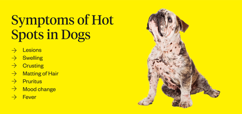 Hot Spot On Dog Causes Treatment Dutch