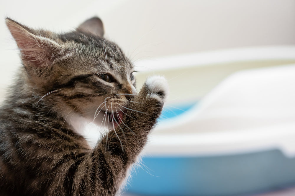 Kitten Diarrhea Symptoms Causes Treatment Dutch