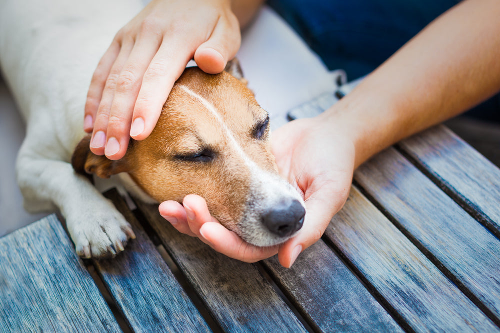 What To Feed A Dog With An Upset Stomach Dutch