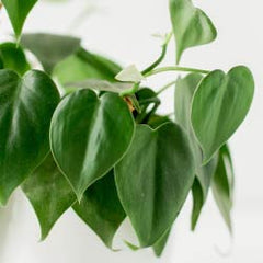 14 House Plants Poisonous For Dogs Zamipet