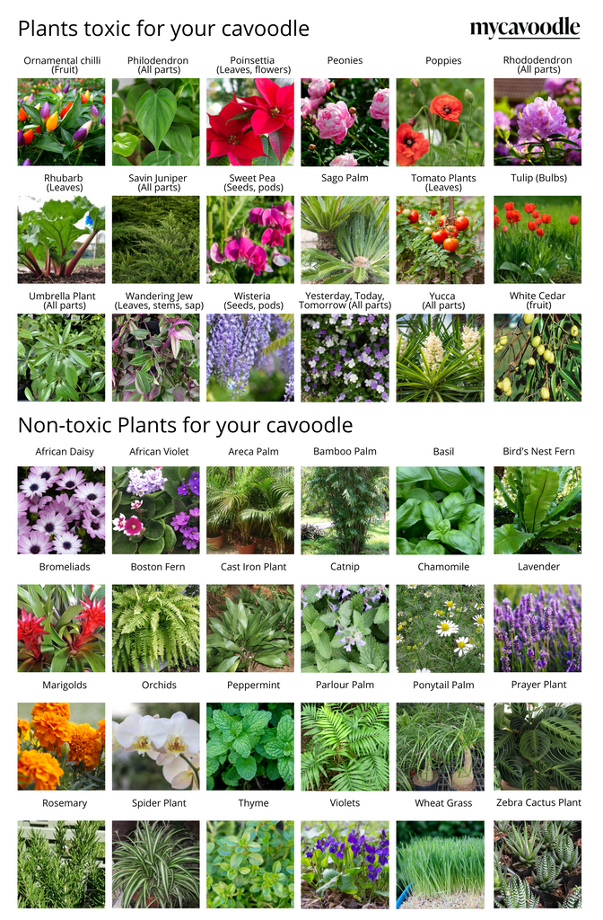 Toxic And Non Toxic Plants For Cavoodle Puppies And Dogs