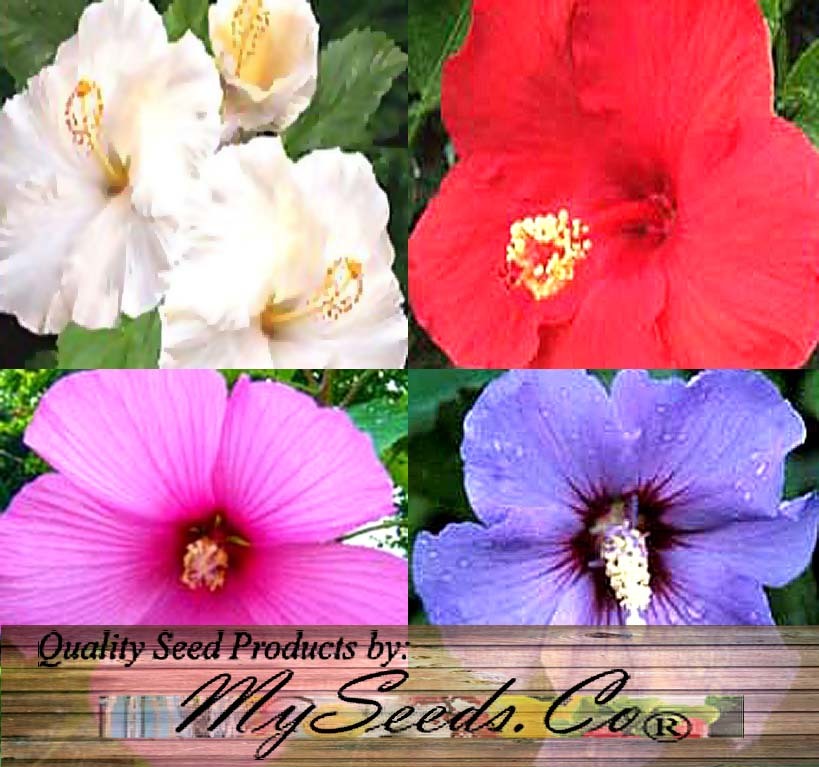 Hibiscus Syriacus Rose Of Sharon Rose Of Althea Myseedsco