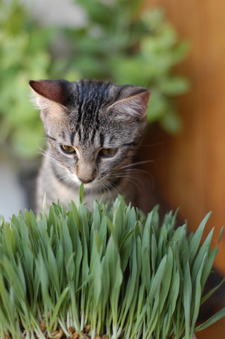 Plants Toxic To Cats In Australia